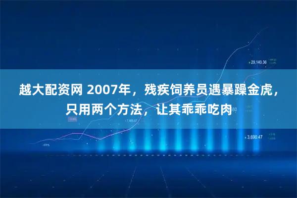 越大配资网 2007年，残疾饲养员遇暴躁金虎，只用两个方法，让其乖乖吃肉